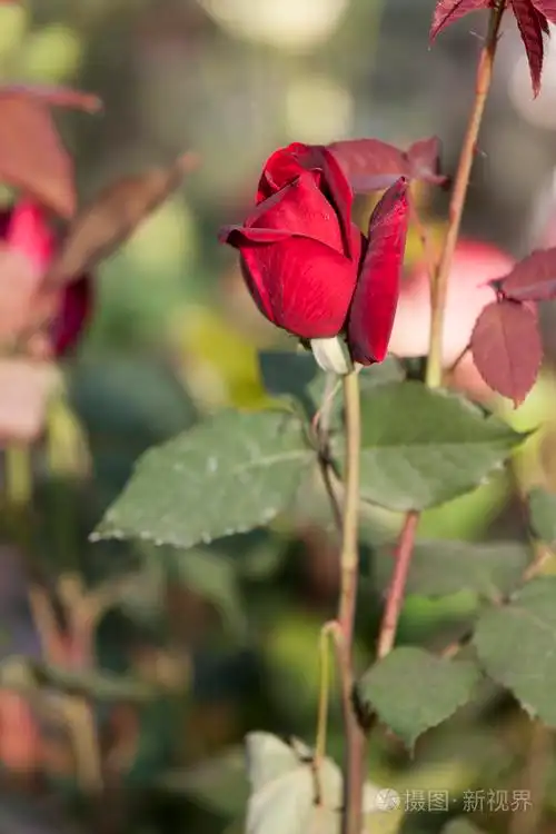 在春天盛开的玫瑰