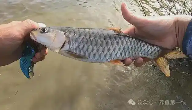 军鱼:身披铠甲,形如草鱼的光倒刺鲃