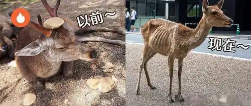 疫情之下奈良小鹿瘦成皮包骨还出现仙贝依赖症游客骤减过得苦兮兮