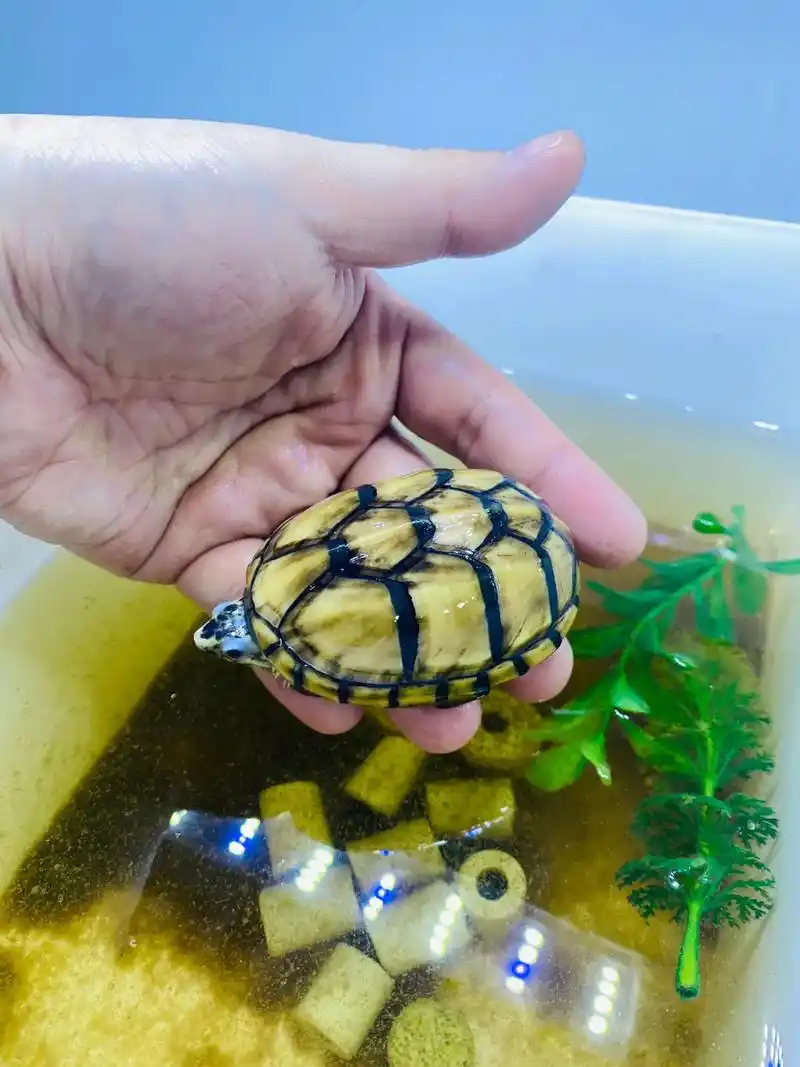 果核蛋龟极品超白果核