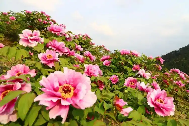 万亩牡丹花海绽放!第12届中国(南陵)江南牡丹文化节即将开幕