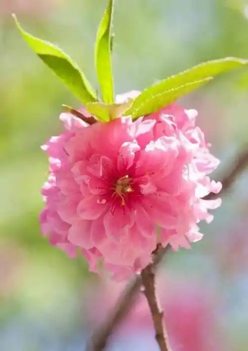 桃花盛开,姹紫嫣红,春天真的来了