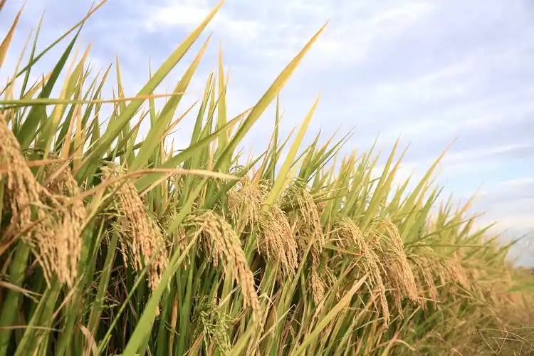 稻谷成熟了,金灿灿的稻田,那一串串饱满充实的稻穗,承载着农民