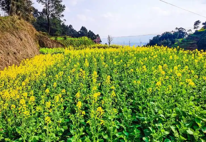 快快到郊外踏青,去欣赏美丽的油菜花,去领略大自然的美妙风景吧!