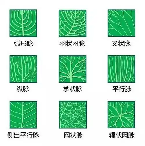 2.掌状脉 主脉有二条形以上,自叶柄着生处掌状伸出,为掌状叶脉.