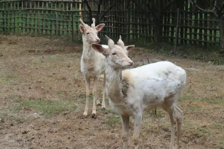 罕见白鹿亮相明孝陵景区 引得游人驻足观赏