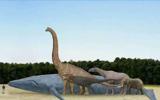 几张图片告诉蓝鲸有多大