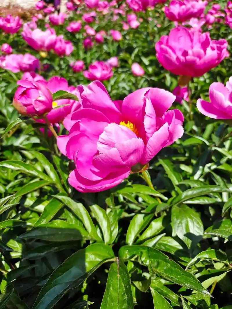 芍药花开香满园#好风景好心情 #一花一草一世界 #观赏芍药 - 抖音