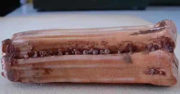 舍利子的成分(血舍利是什么东西)_值得一看_老猫资源网-老猫娱乐网