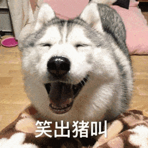 推荐女孩子们养"大狗"