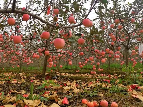 果园飘香 硕果累累