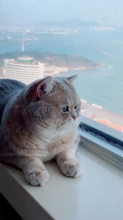 看看这头肥猫呆萌的表情 它在想啥呢