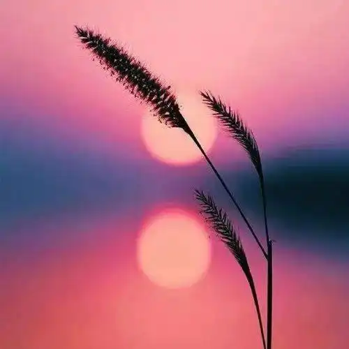 你觉得用这个图片当微信头像的人是几岁