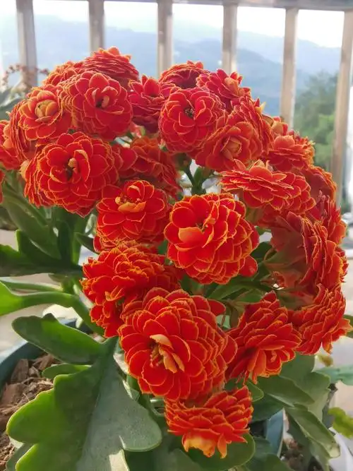 长寿花金狐狸的优点