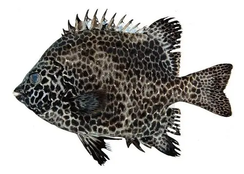 斑石鲷(学名:oplegnathus punctatus)