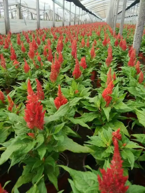 世纪红 鸡冠花 鸡冠花