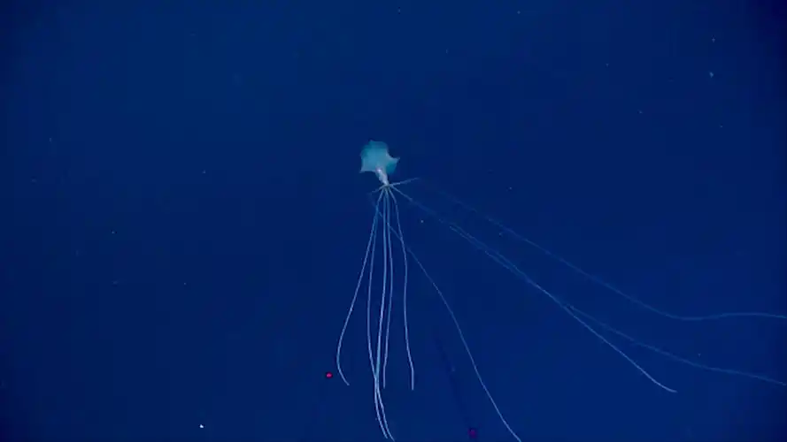 美国科学家在2800米深海拍到罕见"巨型鱿鱼"最大可长到6米多