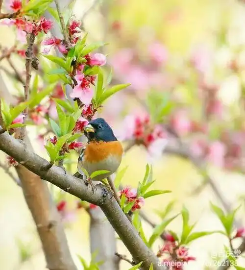 春意盎然鸟语花香