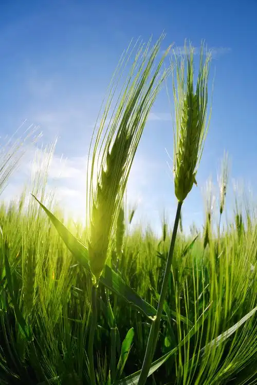 绿色的麦田成长的麦田田野自然风景图希望的田野