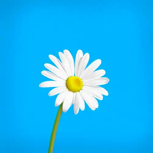 雏菊|插画|创作习作|白山小妖_原创作品-站酷(zcool)