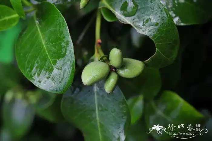 白骨壤avicenniamarina