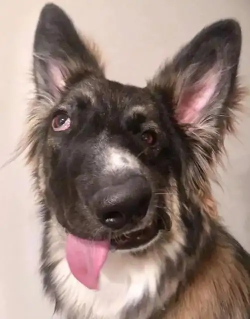 当初奇丑无比的混血牧羊犬,如今成了人人喜爱的治疗犬