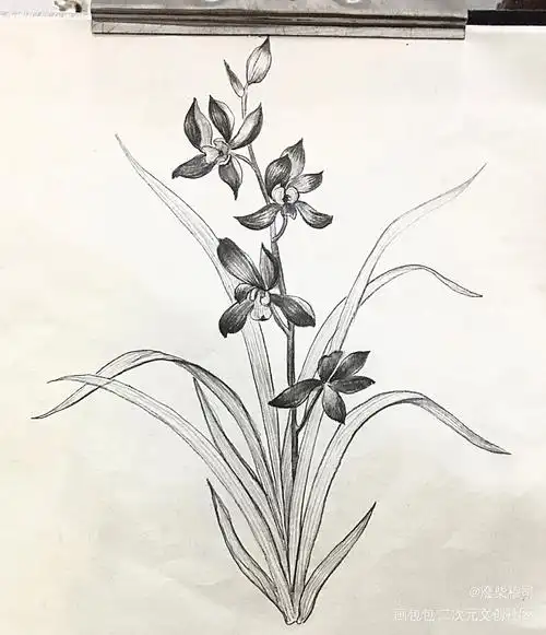 兰花草_手绘绘画作品