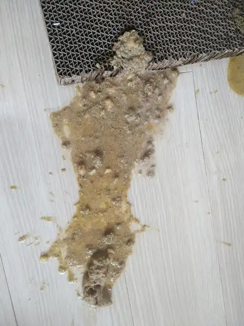 [讨论]猫咪呕吐三次了 有呕吐物图