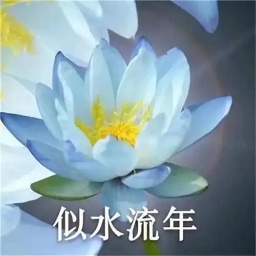 花开富贵头像