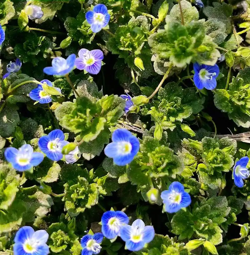 春来无事只为花忙阿拉伯婆婆纳