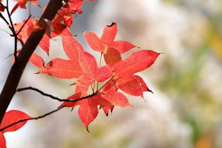 晚秋飘零的枫叶