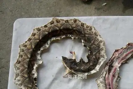 笋壳斑蛇是五步蛇吗