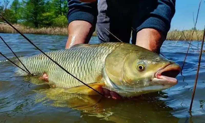 佳钓尼渔具,夏钓大草鱼的4个关键点,让你过足大鱼瘾 - 佳钓尼渔具官方