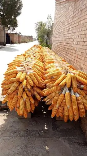 秋天我们在这里