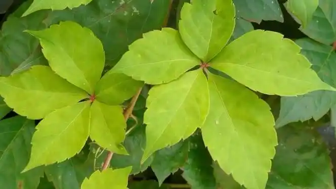 爬山虎叶子原创视频