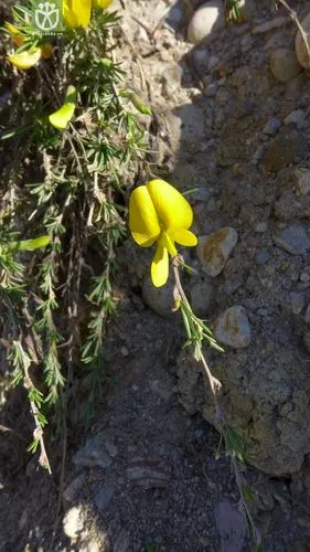 38% caragana stenophylla pojarkova狭叶锦鸡儿-liu et al.