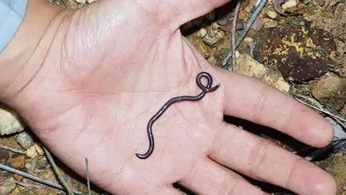世界上"最小"的蛇,却被好多人误以为是蚯蚓