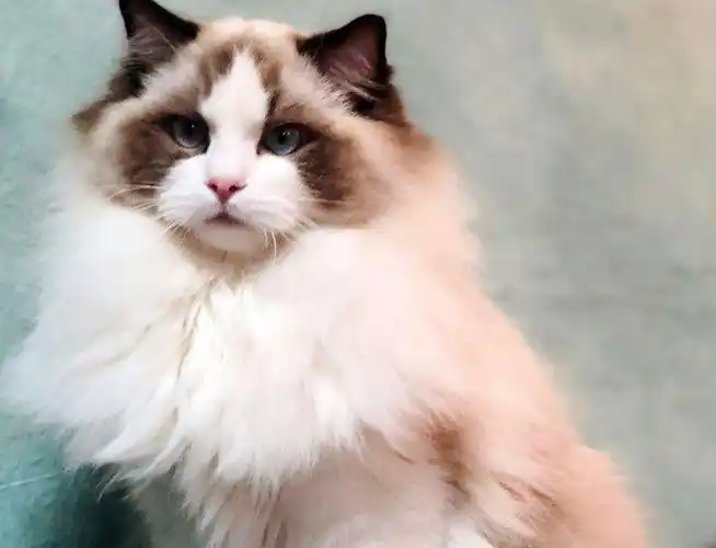 动辄万元的布偶猫的优点,可不仅仅只有漂亮!_因为_花销_性格