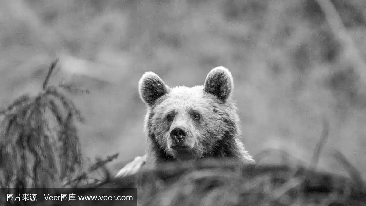 野生小棕熊-罗马尼亚
