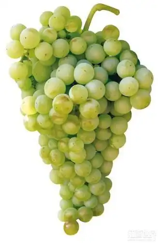 盘点被世人低估的十大白葡萄品种