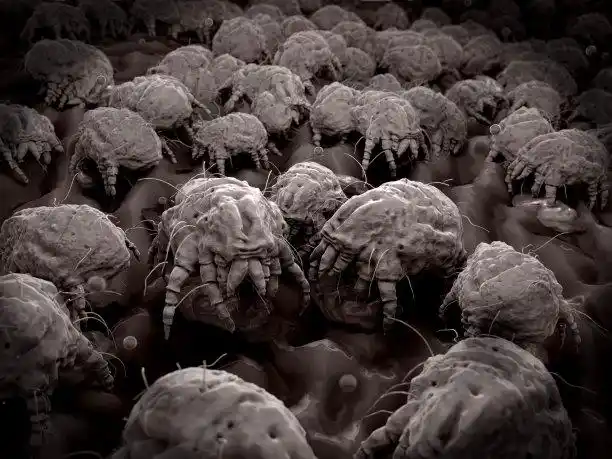 尘螨图片素材_图片id:123444505