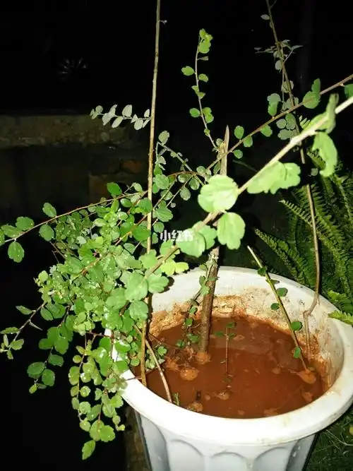 上山挖棵绣线菊