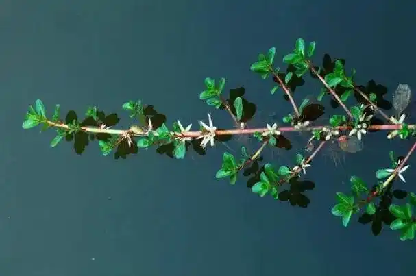 民间草药:过塘蛇