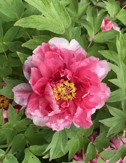 二乔牡丹显娇容——花痴老人摄制,2019年4月10日