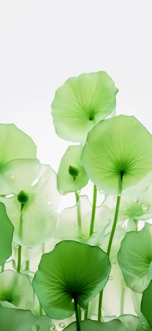 都是超好看的壁纸