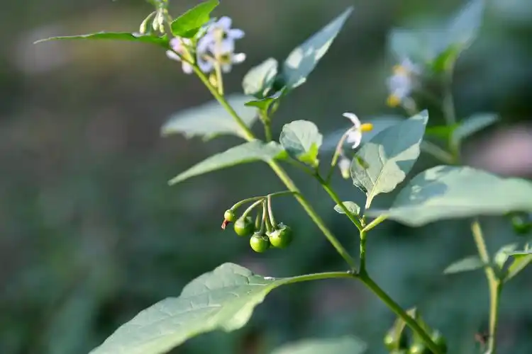 湖湘自然历丨龙葵有没有刘诗诗那么美