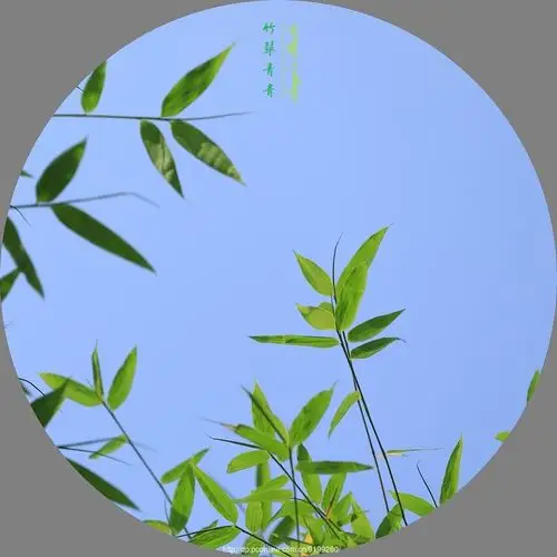 【竹,翠青青】 第 8 幅查看大图曝光:manual exposure光圈:f4.