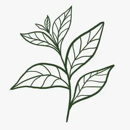 乌龙茶叶手绘图免抠动植物植物元素