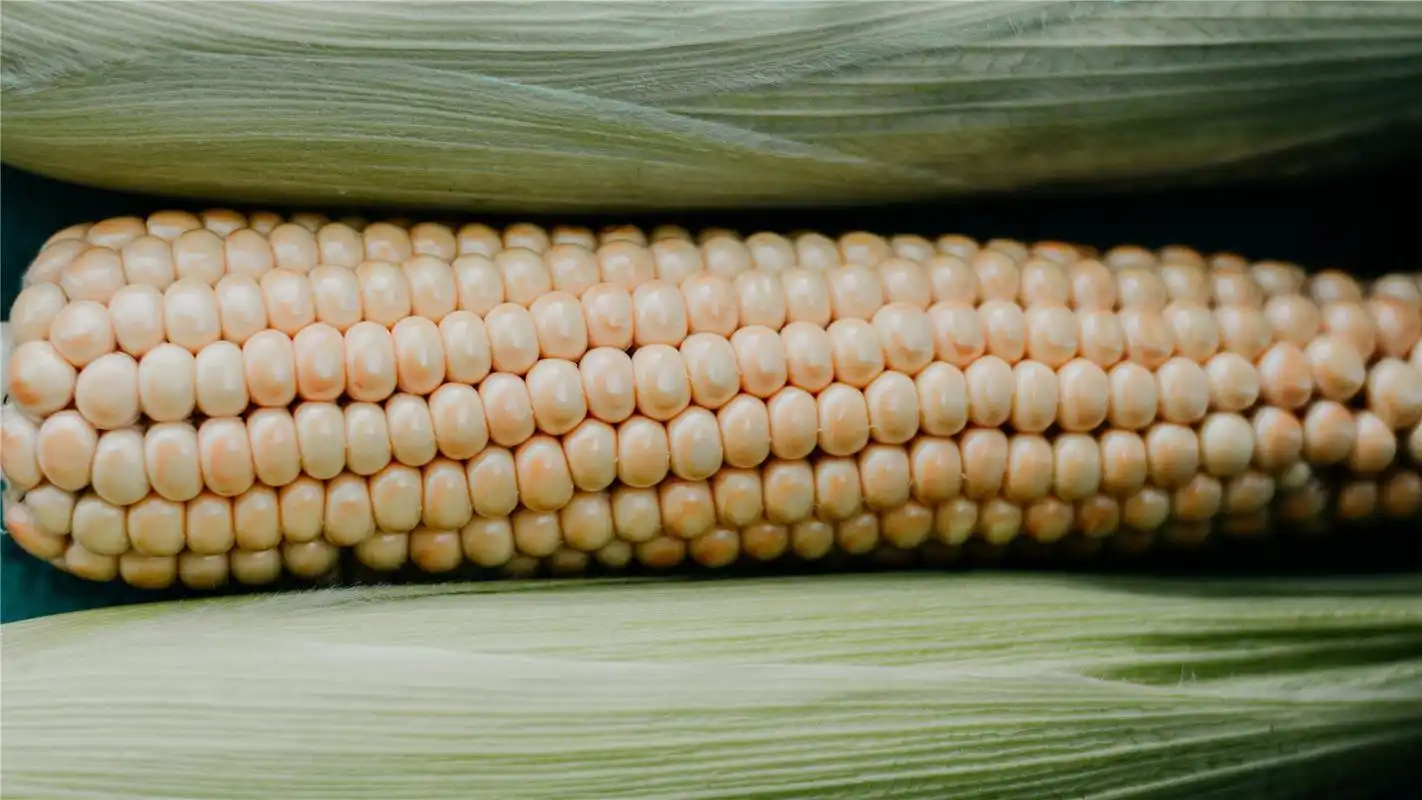 颗粒饱满的玉米高清桌面壁纸