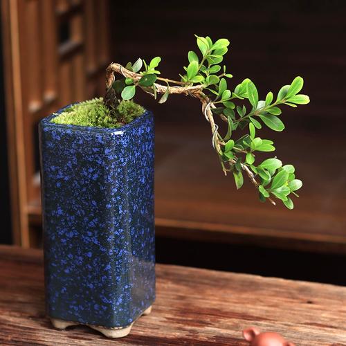 造型悬崖六月雪趣味绿植办公室桌面小盆栽懒人好养茶几飞雪小盆栽